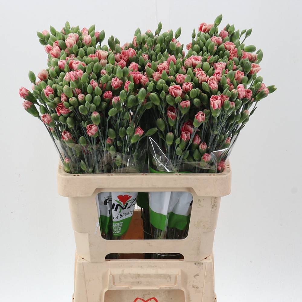 Spraynelke rosa Hipster 60cm