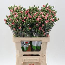 Spraynelke rosa Hipster 60cm