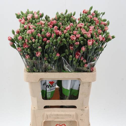 Spraynelke rosa Hipster 60cm