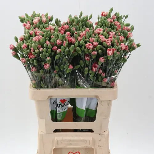 Spraynelke rosa Hipster 60cm