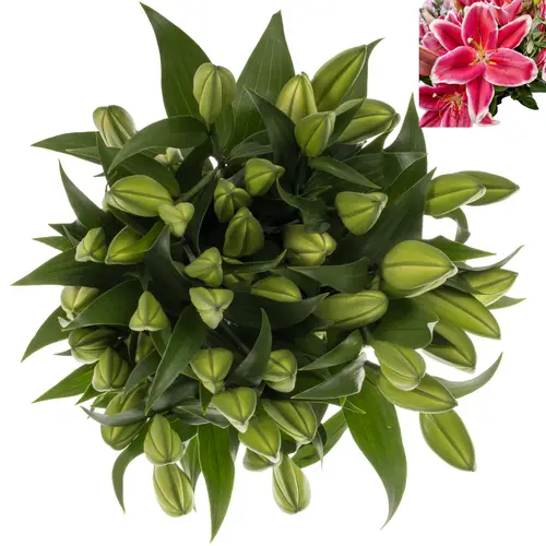 Lilie orientalisch d.rosa-weiss El Capitan 5+ 85cm