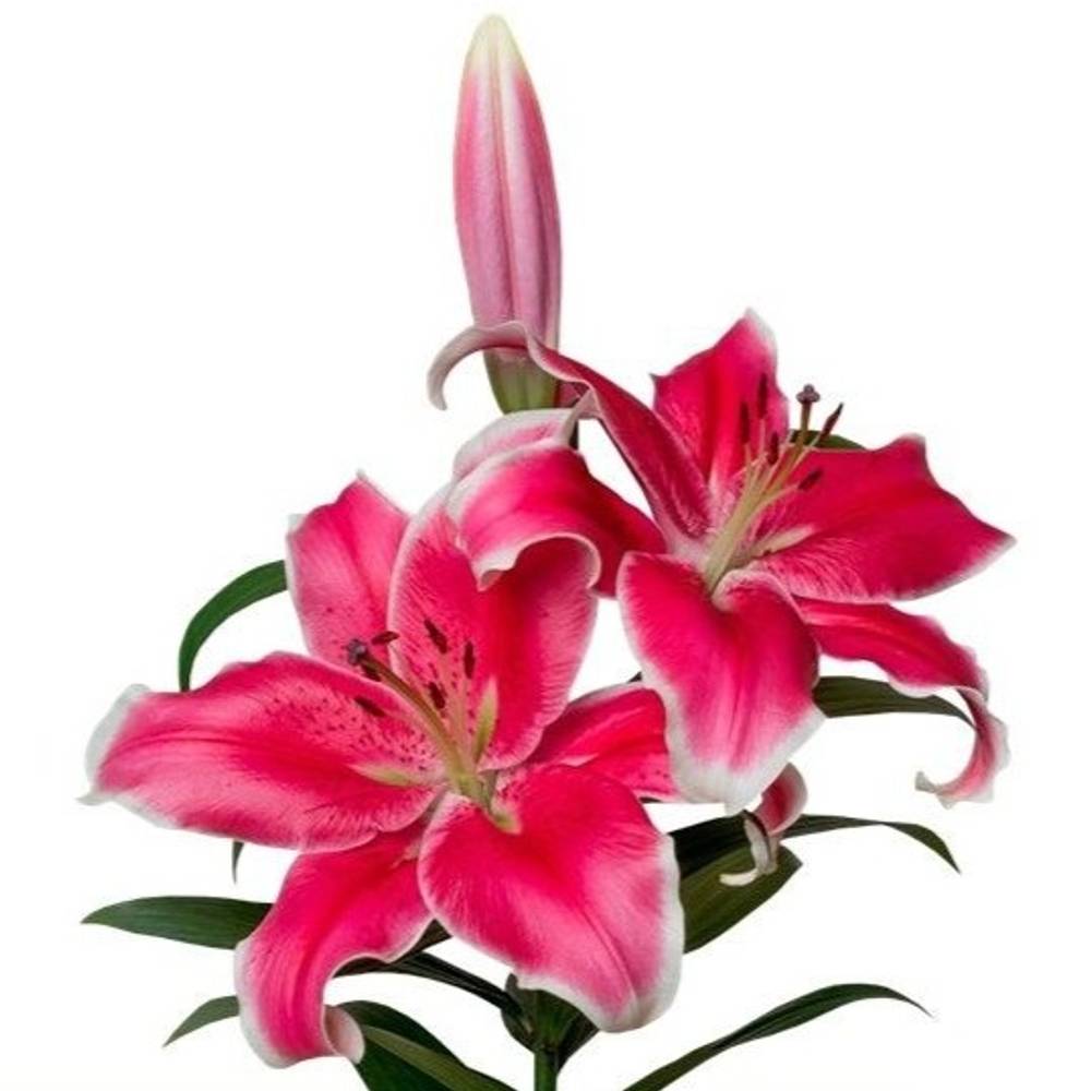 Lilie orientalisch d.rosa-weiss El Capitan 5+ 85cm