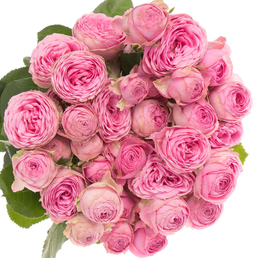 Rose verzweigt dunkel rosa Giselle 4+Blüte 50cm