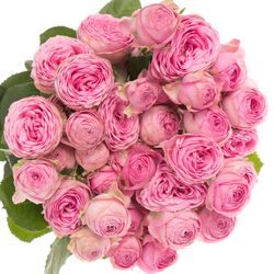 Rose verzweigt dunkel rosa Giselle 4+Blüte 50cm