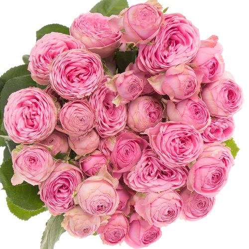Rose verzweigt dunkel rosa Giselle 4+Blüte 50cm