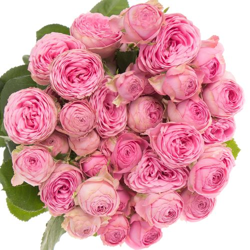Rose verzweigt dunkel rosa Giselle 4+Blüte 50cm