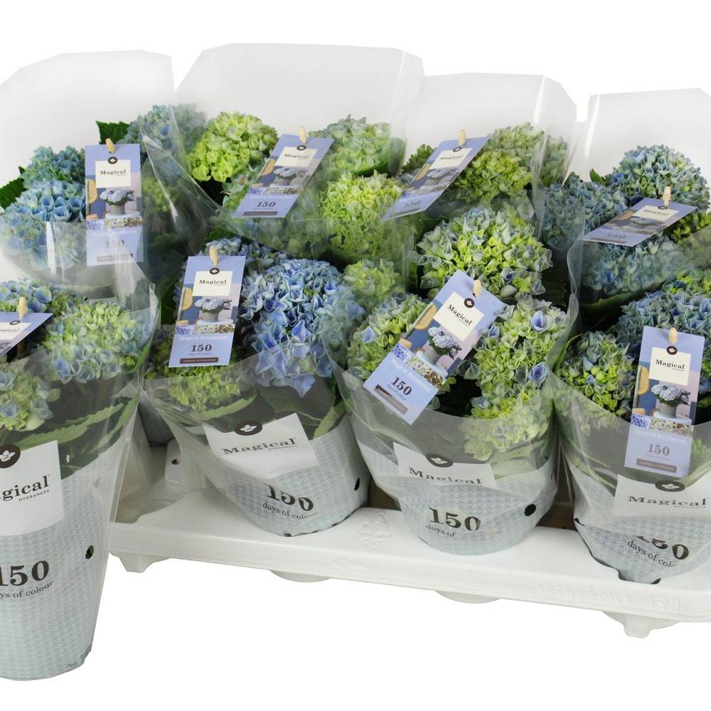 Hortensie blau 3-5Bl. T10,5 H025