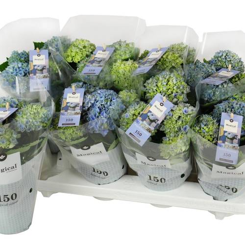 Hortensie blau 3-5Bl. T10,5 H025
