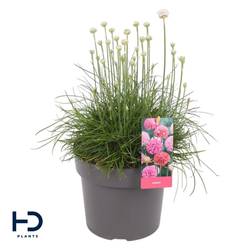 Armeria Maritima weiss Abbey White T17 H030