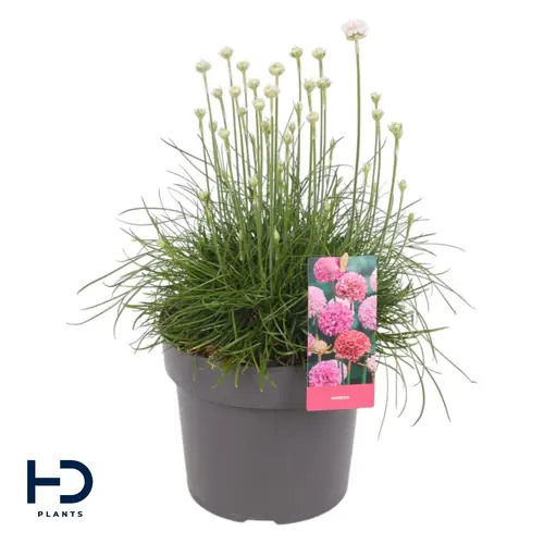 Armeria Maritima weiss Abbey White T17 H030