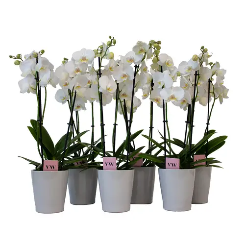 Phal.3-R weiss Inverness im Übertopf grau T12 H050