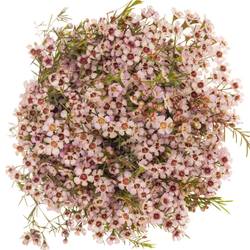 Wachsflower hell rosa Pink  Dream 40 Gramm 70cm