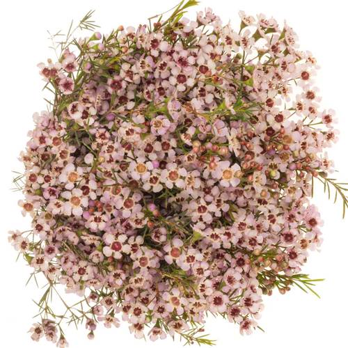 Wachsflower hell rosa Pink  Dream 40 Gramm 70cm