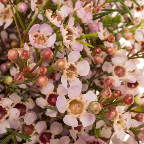 Wachsflower hell rosa Pink  Dream 40 Gramm 70cm