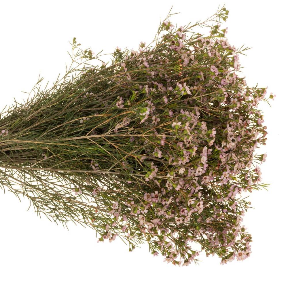 Wachsflower hell rosa Pink  Dream 40 Gramm 70cm