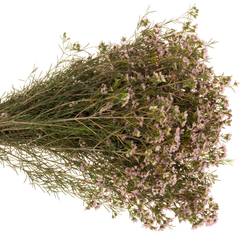 Wachsflower hell rosa Pink  Dream 40 Gramm 70cm