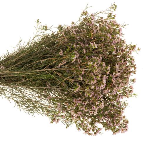 Wachsflower hell rosa Pink  Dream 40 Gramm 70cm