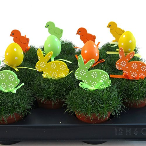 Sagina Proc.T6 H05 Ostern