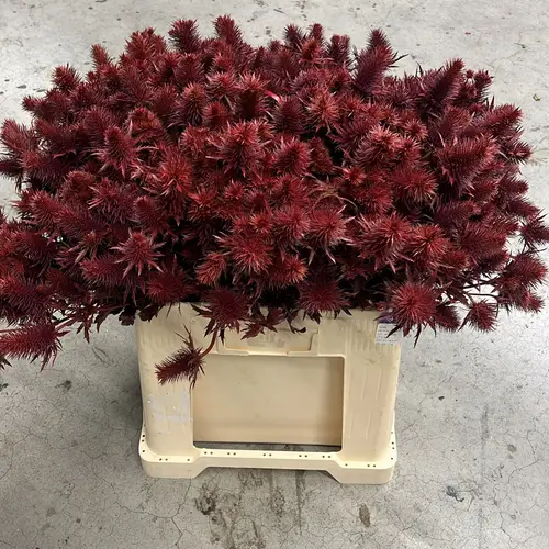 Distel weinrot Supernova Questar gefärbt 60cm