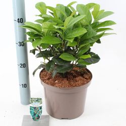 Prunus Laur. Etna T23 H50
