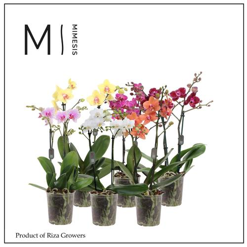 Phal.2-R mix Multi Mimesis T12 H050