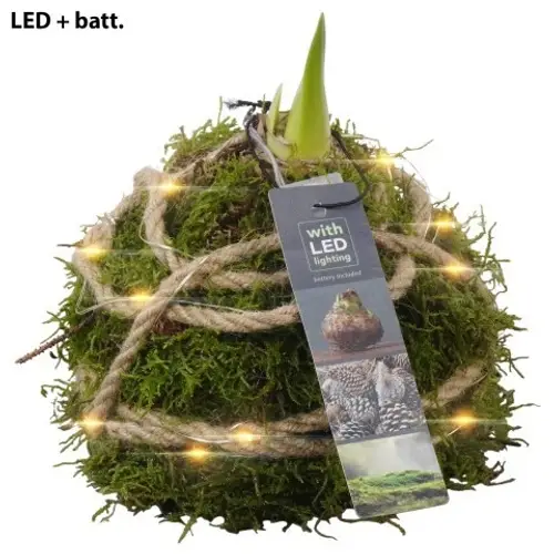 Amaryl.Arr PTAA7527 rote Bl. +LED T12 H017