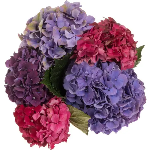 Hortensie mix Bol 11cm 40cm