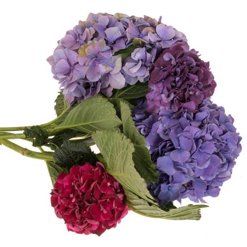 Hortensie mix 14 40cm