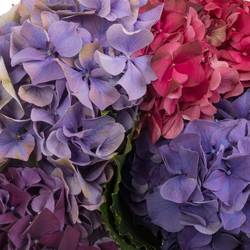 Hortensie mix 14 40cm