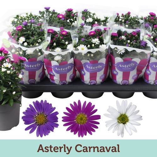 Astern mix Carnaval T12 H25
