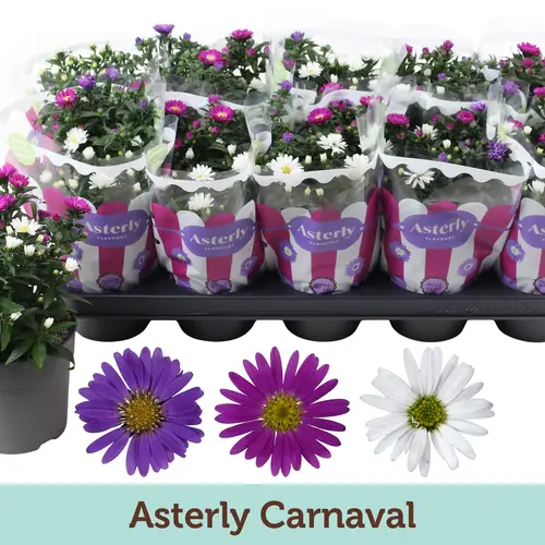Astern mix Carnaval T12 H25