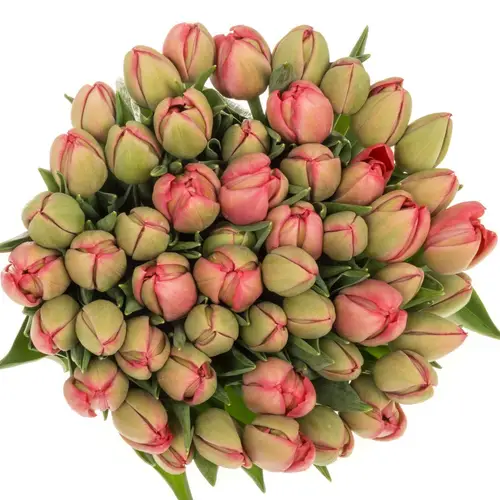 Tulpe rosa Doppel Belgravia 56 Gramm