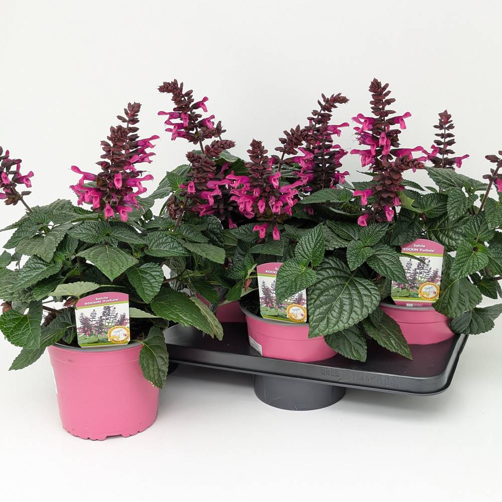 Salvia rosa Rockin T17 H050