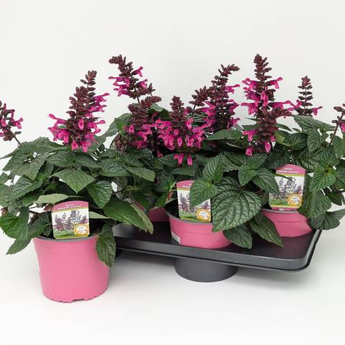 Salvia rosa Rockin T17 H050