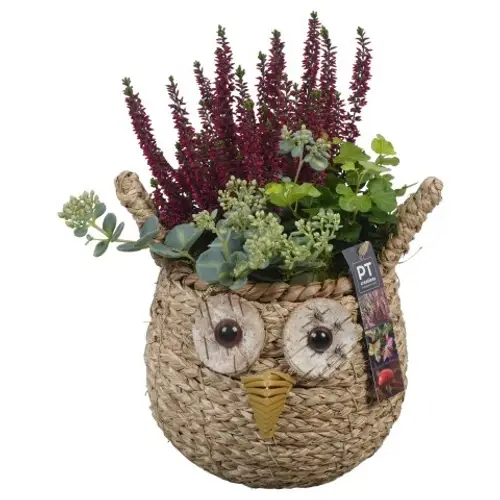 Garten.Arr PTHO4150 Herbst T19 H034