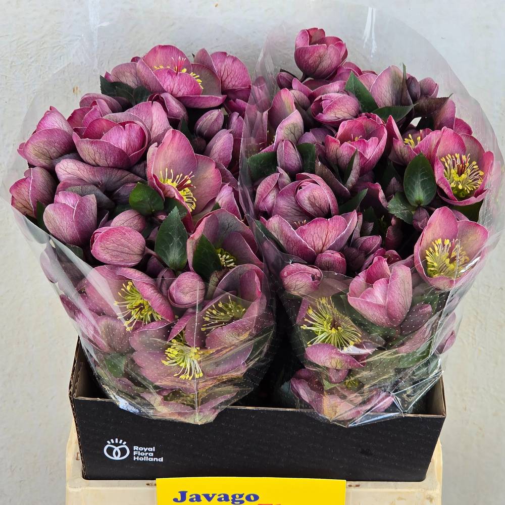 Helleborus rosa Cosmio 45cm