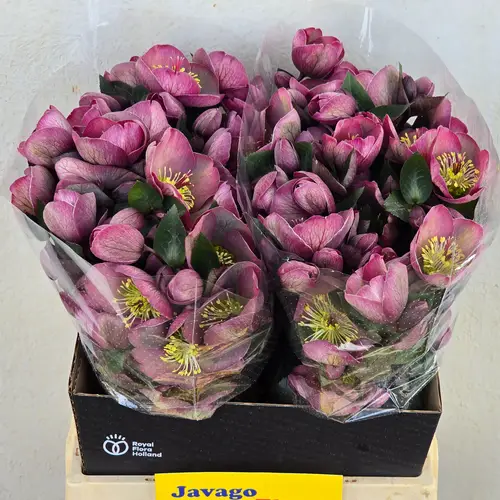 Helleborus rosa Cosmio 45cm