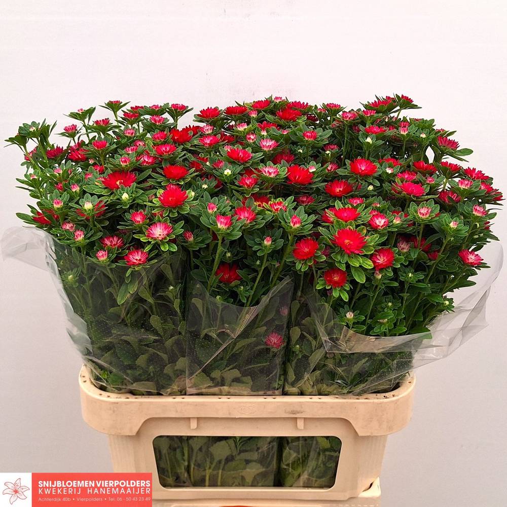 Astern rot Serenade Carmine 75cm