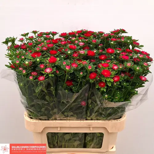 Astern rot Serenade Carmine 75cm
