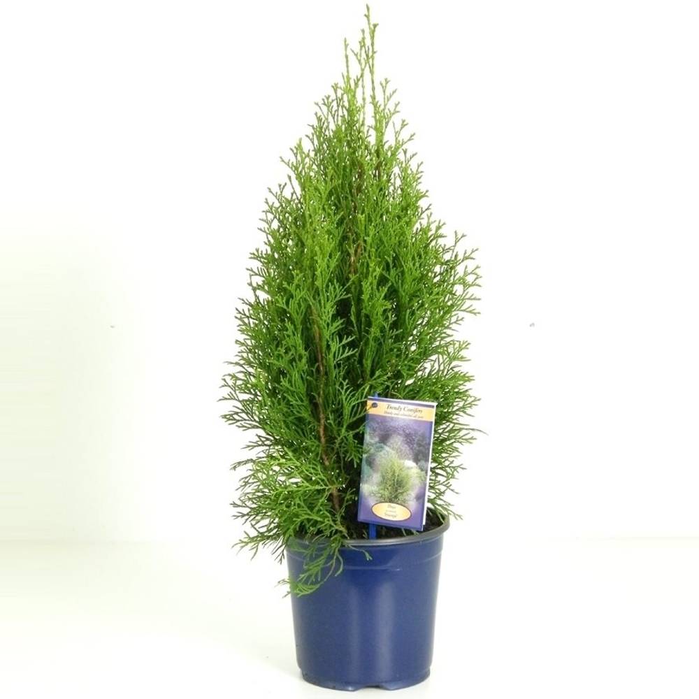 Thuja Smaragd    T17 H55