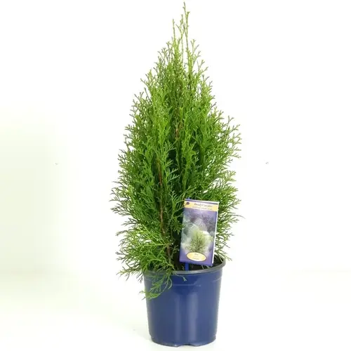 Thuja Smaragd    T17 H55