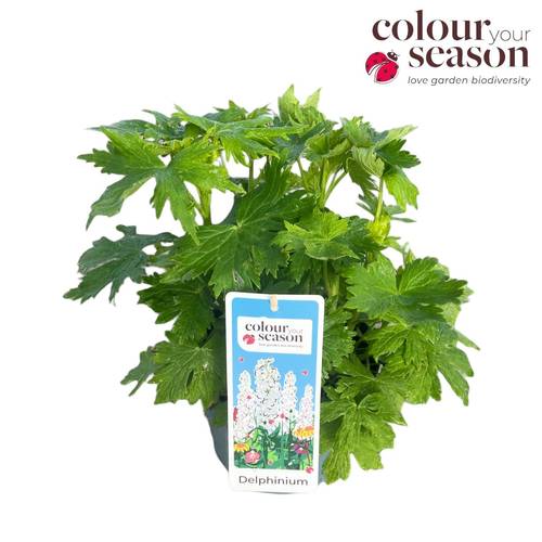 Delphinium weiss T19 H050