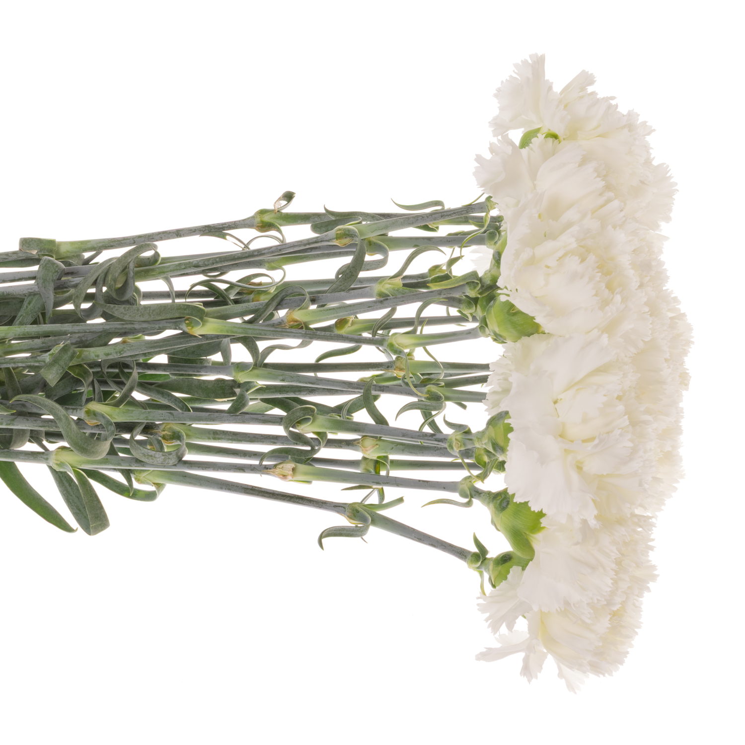 Nelke weiss Holly 65cm