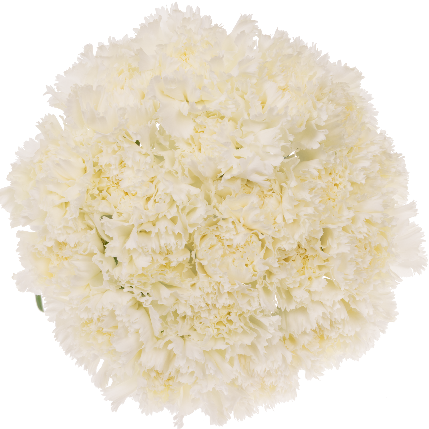 Nelke weiss Holly 65cm