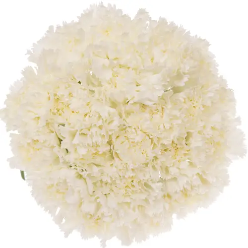 Nelke weiss Holly 65cm