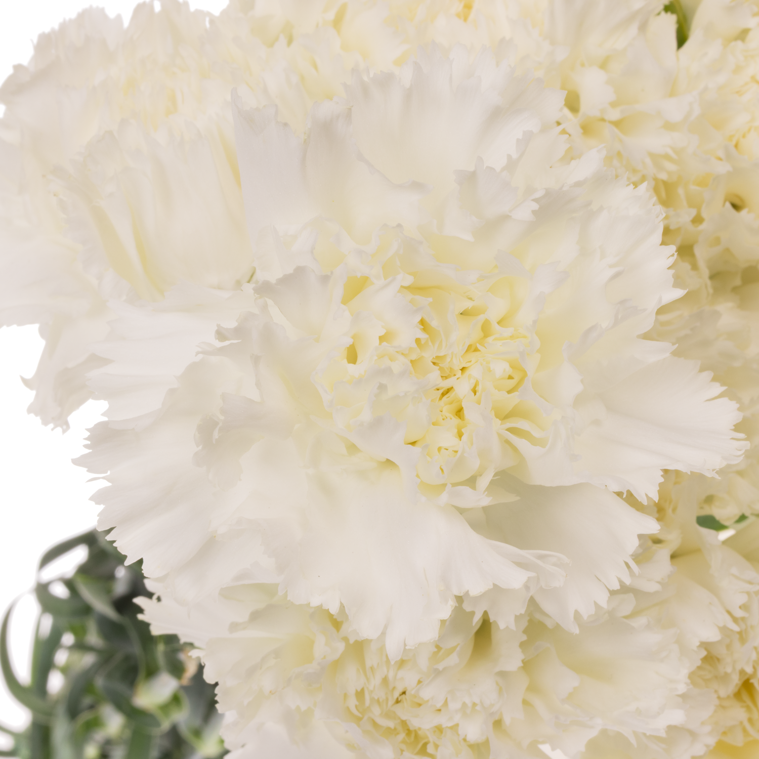 Nelke weiss Holly 65cm