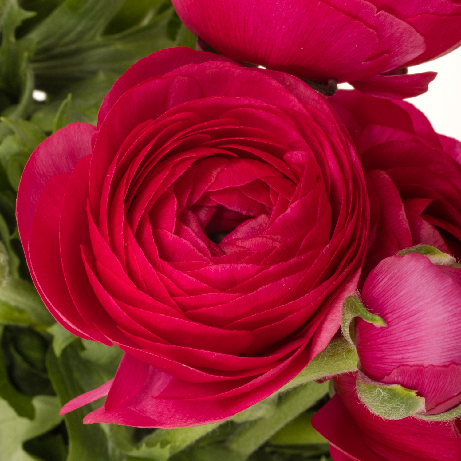 Ranunkel lila Cloni Super Spotlight 45cm