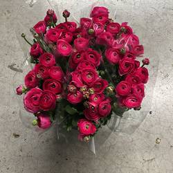 Ranunkel lila Cloni Super Spotlight 45cm