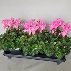Cyclame rosa Super Serie T15 H035