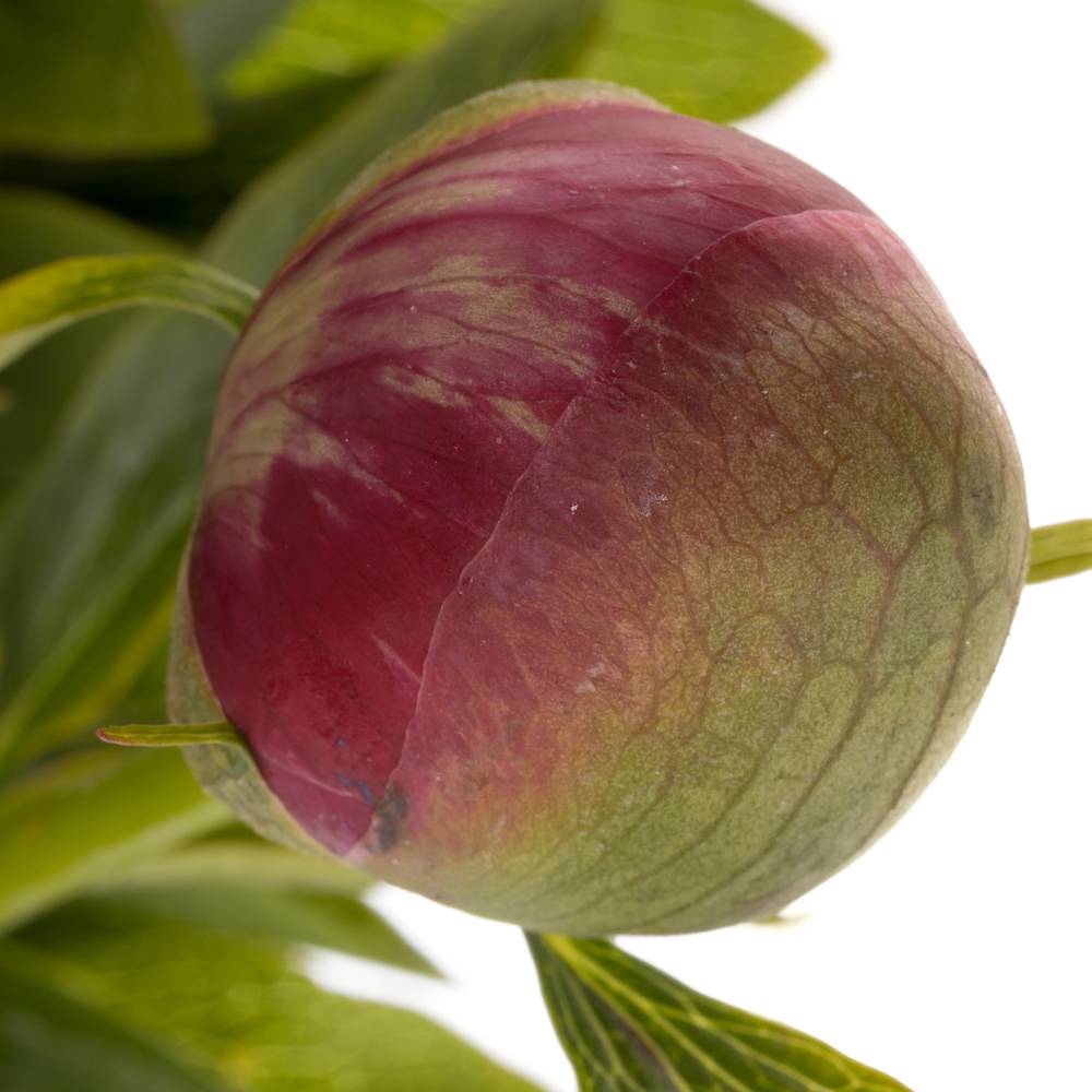 Pfingstrose pink Alba 45cm